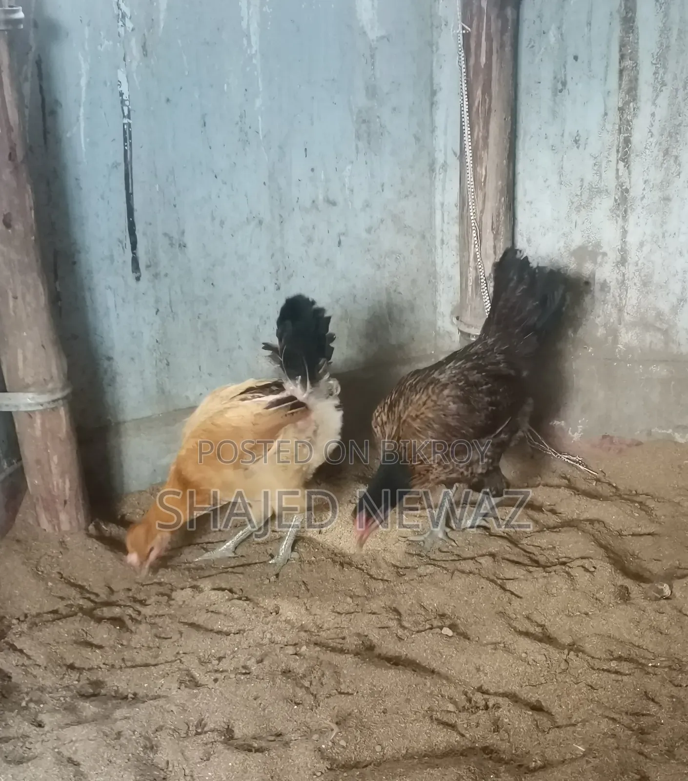 দেশি মুরগি