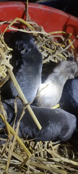 0-1 Month Male Purebred Great Dane