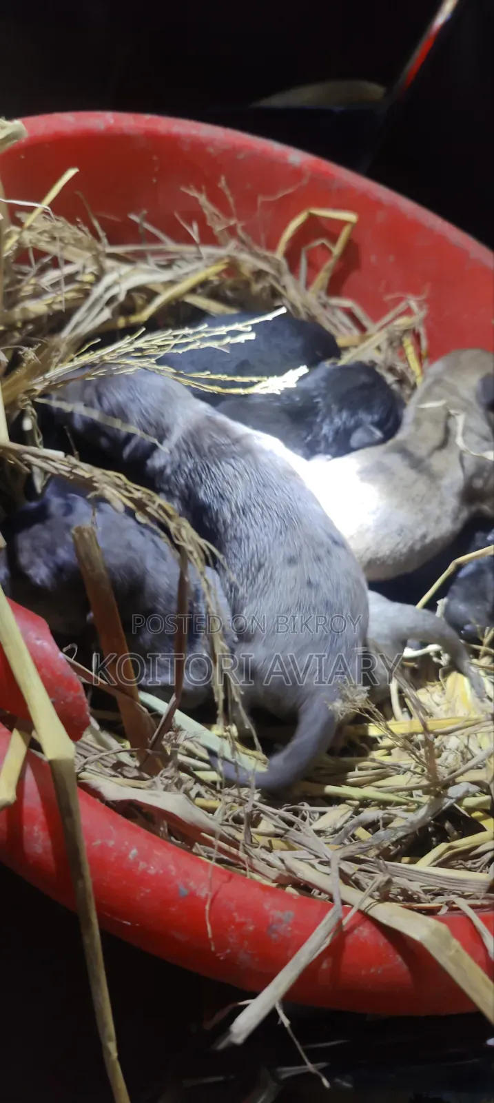 0-1 Month Male Purebred Great Dane