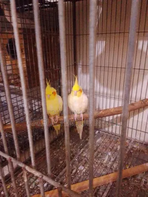 One Pair Running Cockatiel Full Healthy and Active