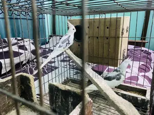 ককাটেল হোয়াইট ফেস পাইড মাস্টার পেয়ার