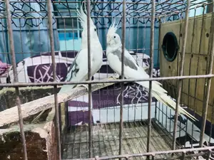 ককাটেল হোয়াইট ফেস পাইড মাস্টার পেয়ার