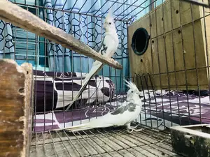 ককাটেল হোয়াইট ফেস পাইড মাস্টার পেয়ার