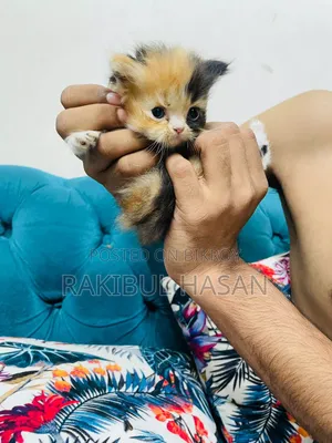 1-3 Months Female Purebred Persian