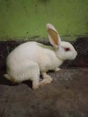 Rabbit for sale