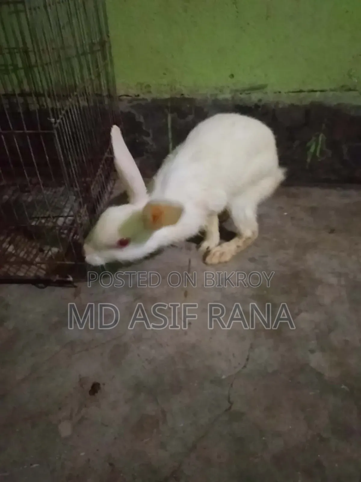 Rabbit for sale