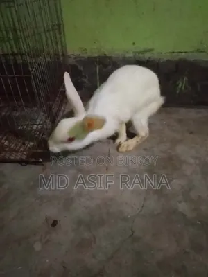Rabbit for sale