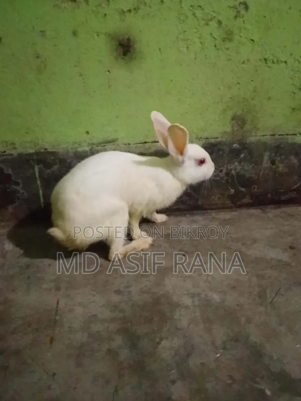 Rabbit for sale