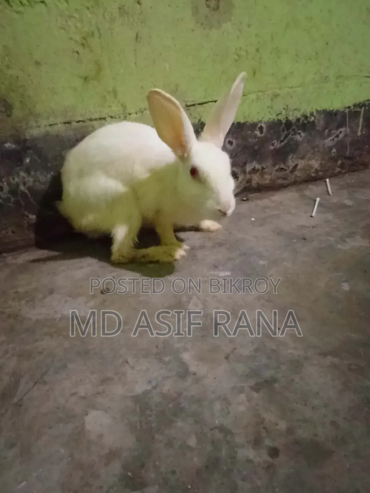 Rabbit for sale