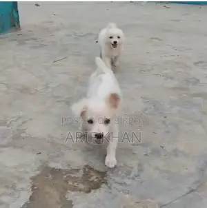1-3 Months Male Purebred Japanese Spitz