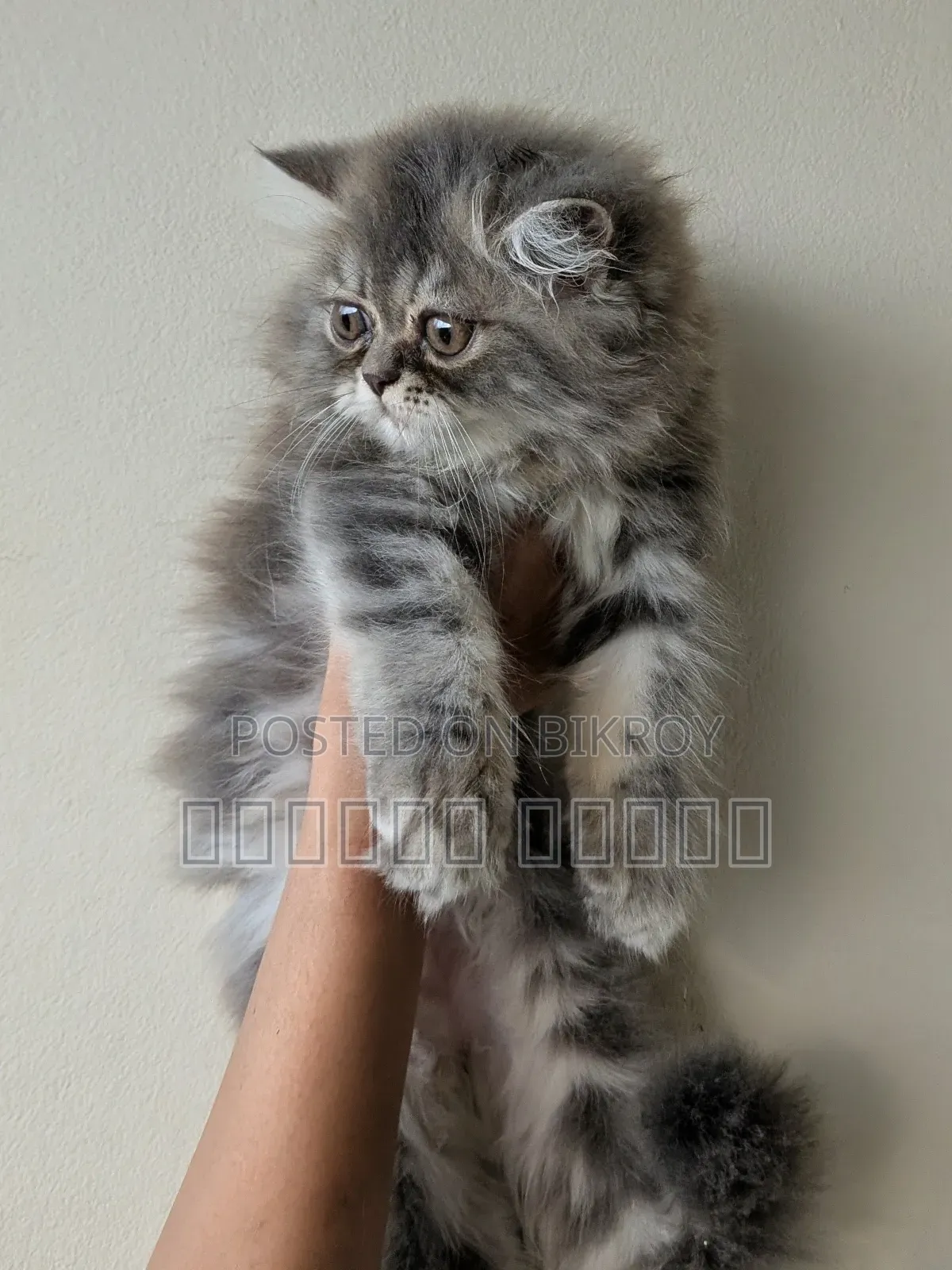 1-3 Months Male Purebred Persian