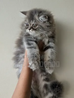 1-3 Months Male Purebred Persian