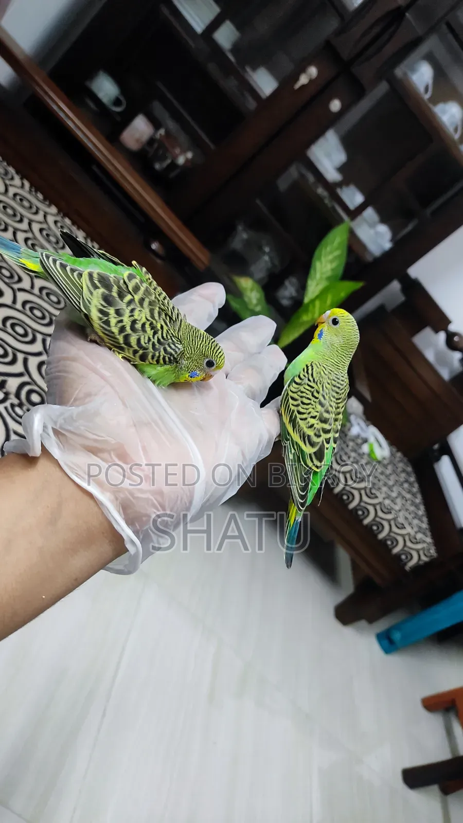 বাজরিগার পাখি