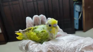 বাজরিগার পাখি
