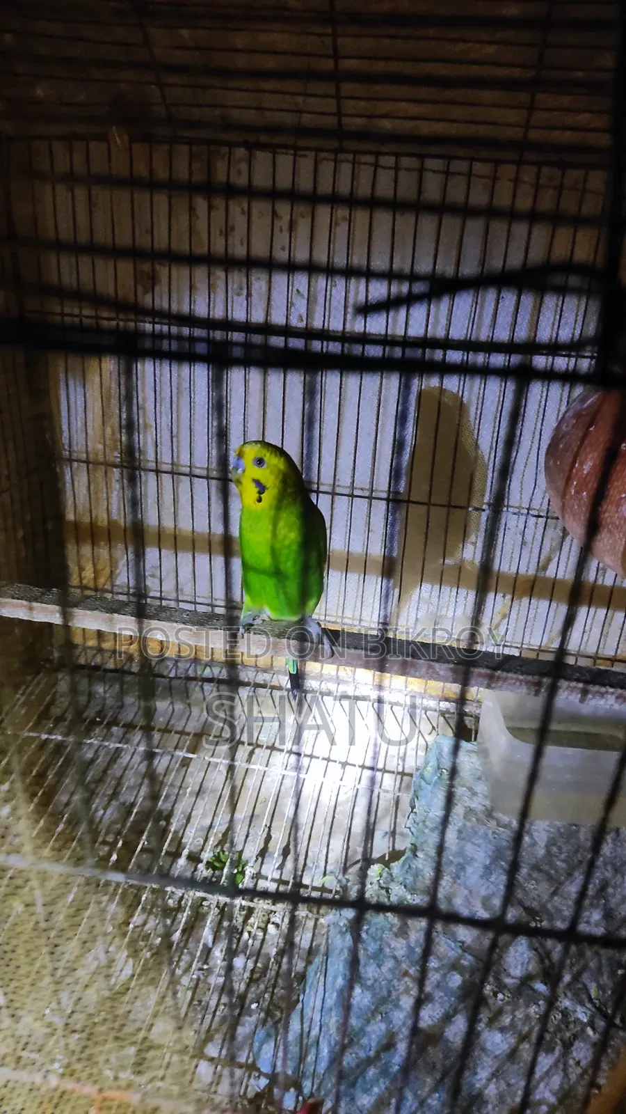 বাজরিগার পাখি