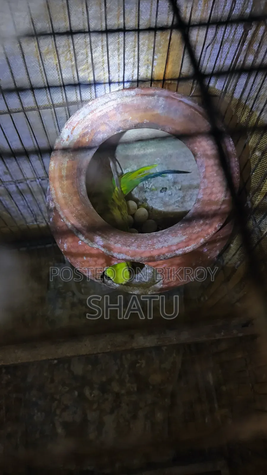 বাজরিগার পাখি