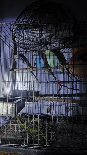 বাজরিগার পাখি