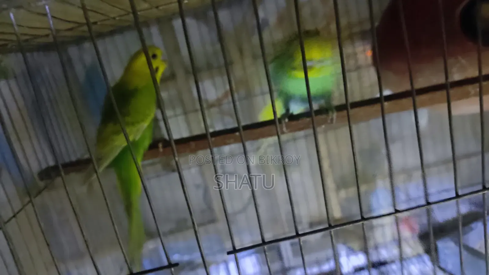বাজরিগার পাখি