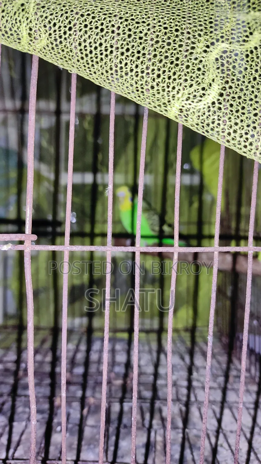 বাজরিগার পাখি