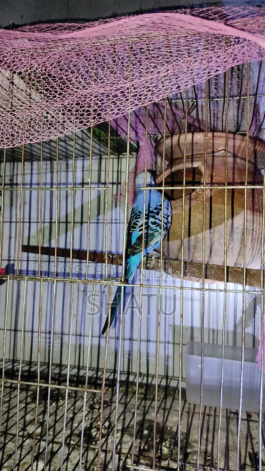 বাজরিগার পাখি