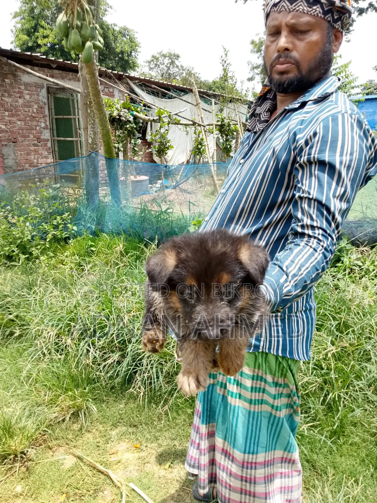 1-3 Months Male Purebred German Shepherd