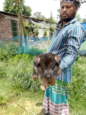1-3 Months Male Purebred German Shepherd
