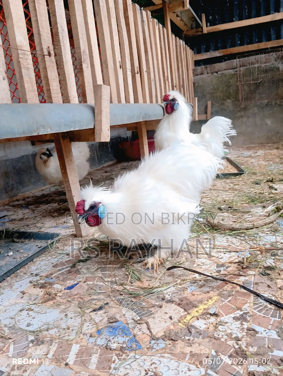 সিল্কি মোরগ বিক্রি করা হবে।