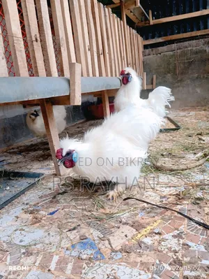 সিল্কি মোরগ বিক্রি করা হবে।