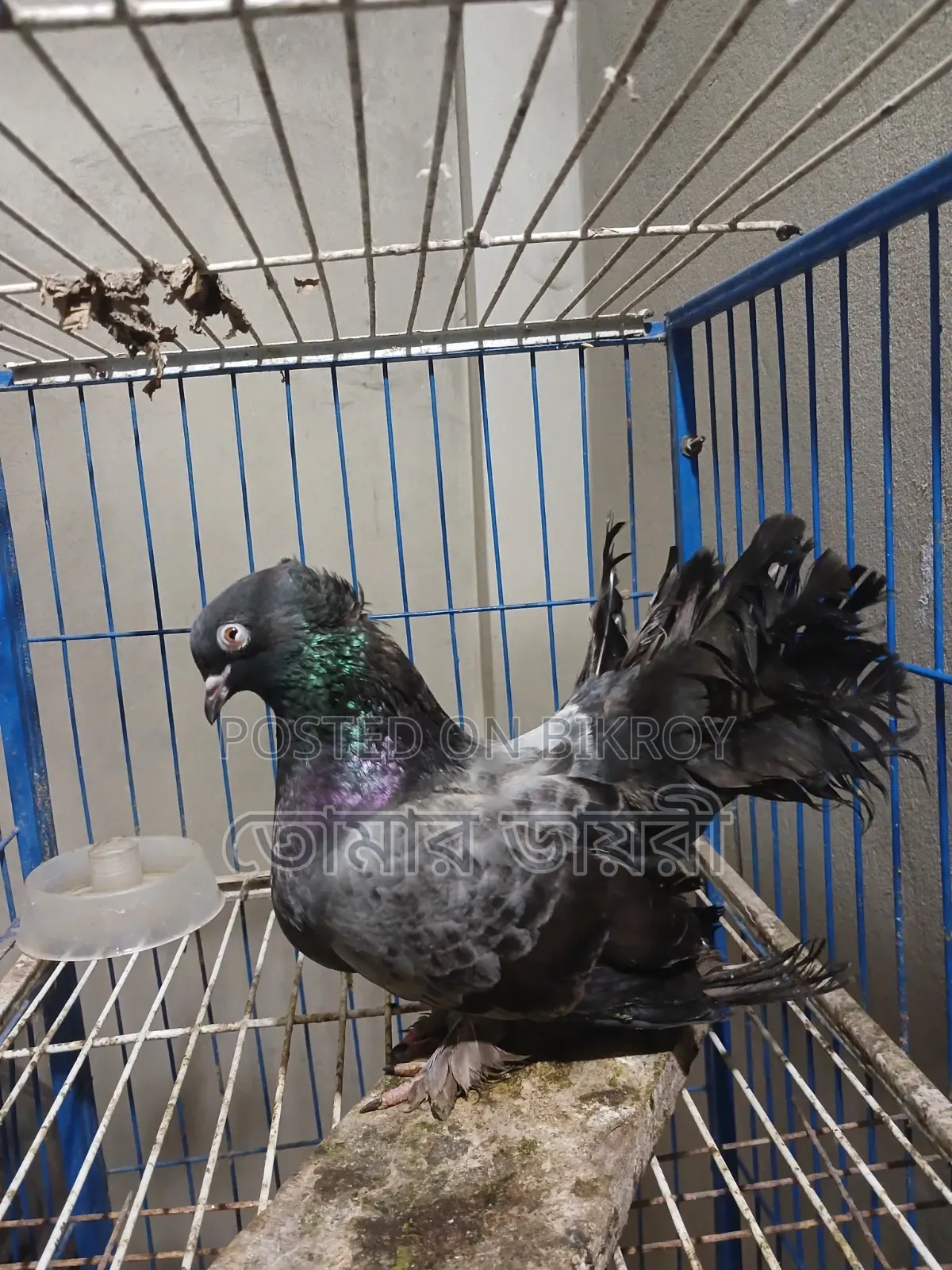 Lakha Banja Female Pigeon