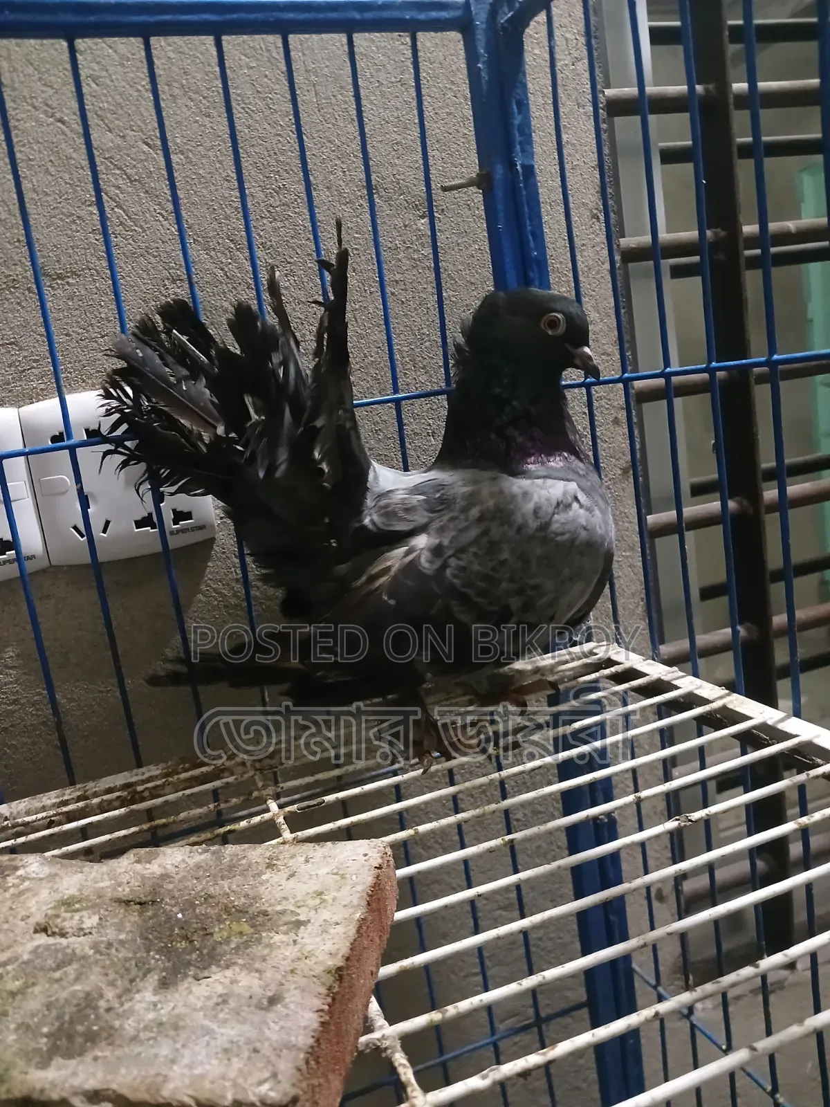 Lakha Banja Female Pigeon