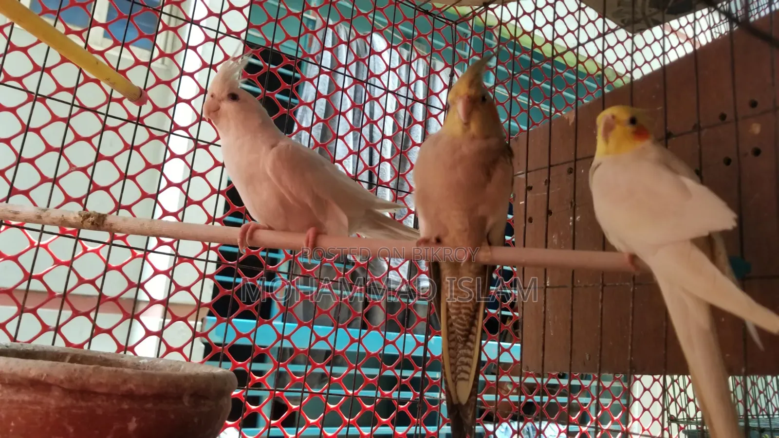 পাখি পাওয়া যাচ্ছে