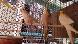 পাখি পাওয়া যাচ্ছে