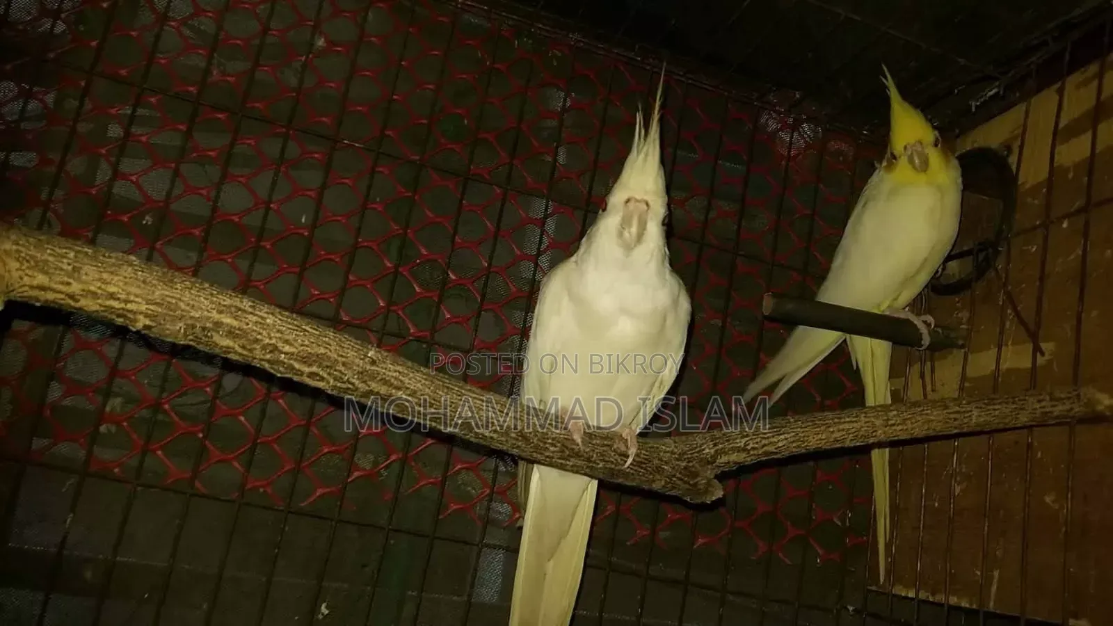 পাখি পাওয়া যাচ্ছে