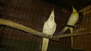 পাখি পাওয়া যাচ্ছে