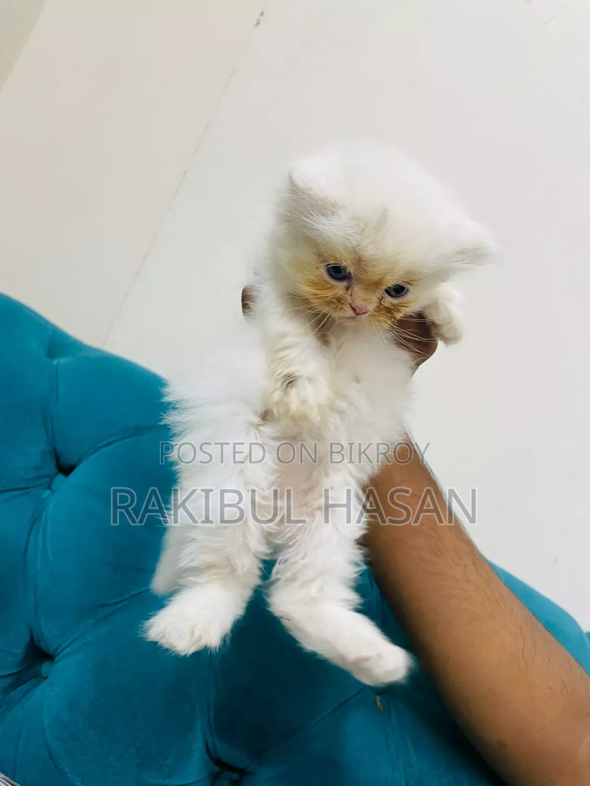 1-3 Months Female Purebred Persian