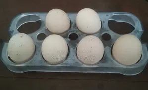 দেশি মুরগি