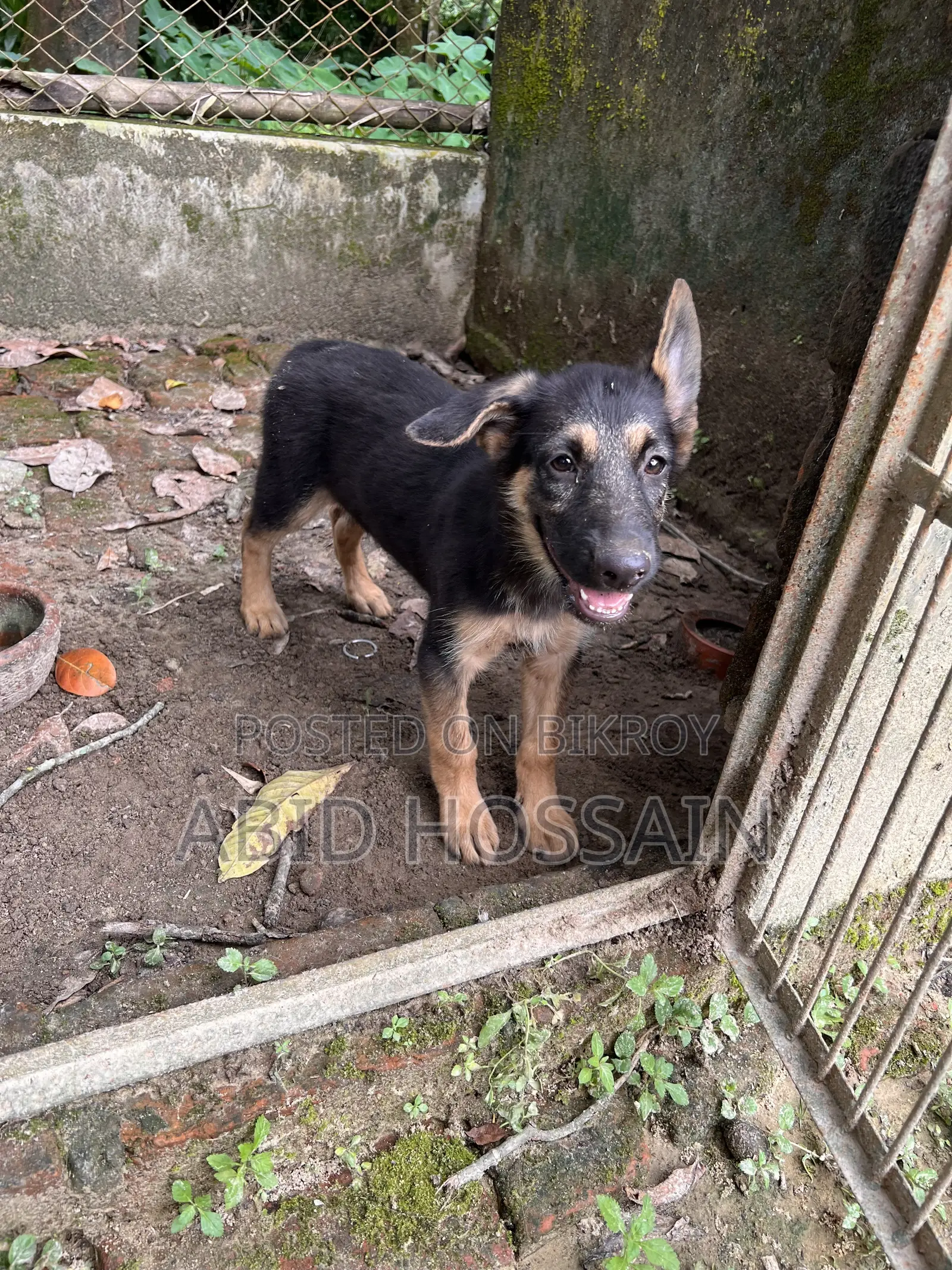 1-3 Months Male Purebred German Shepherd