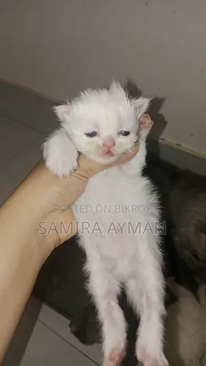 0-1 Month Female Purebred Persian