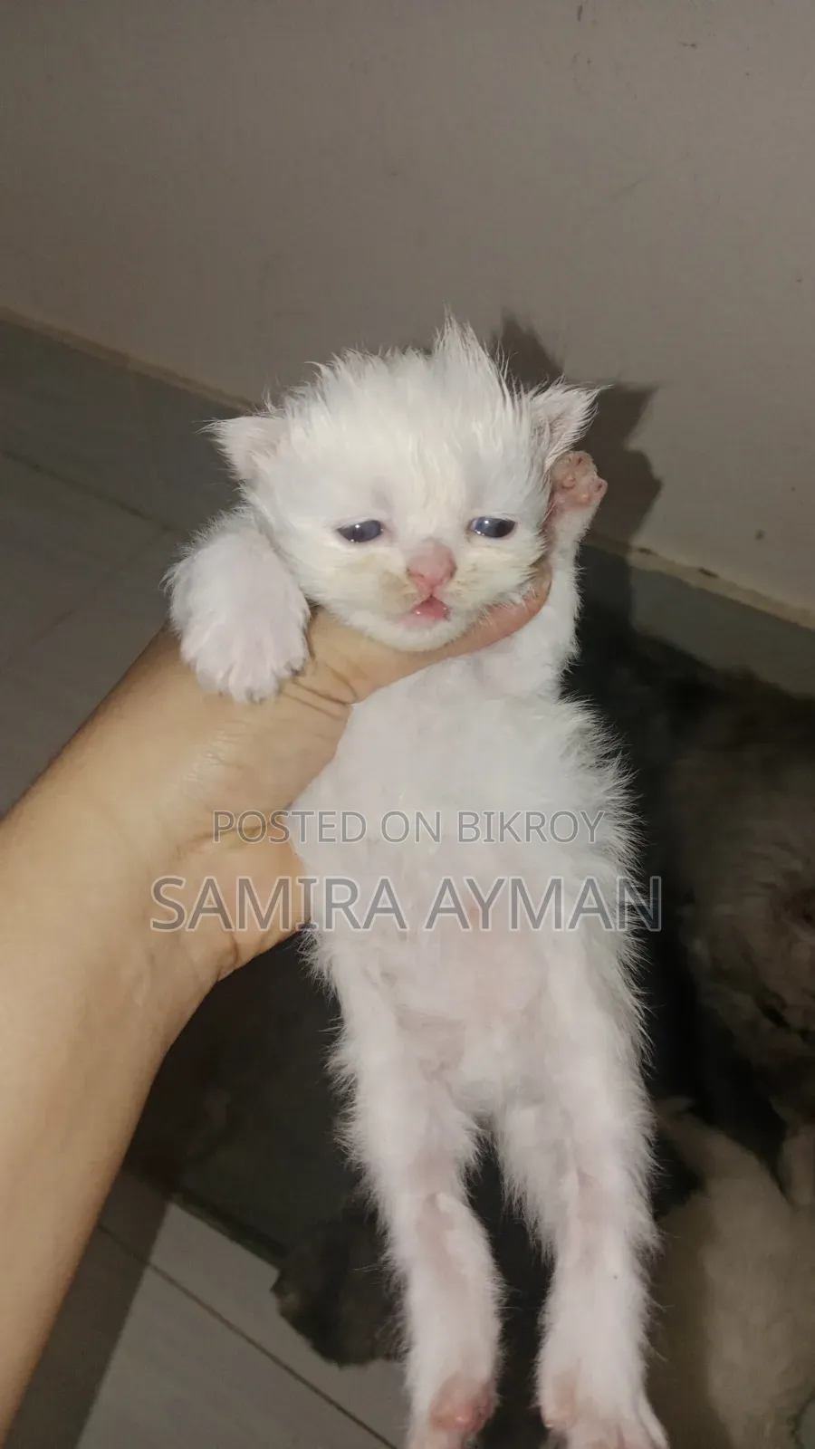 0-1 Month Female Purebred Persian