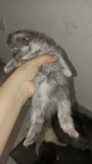 0-1 Month Female Purebred Persian