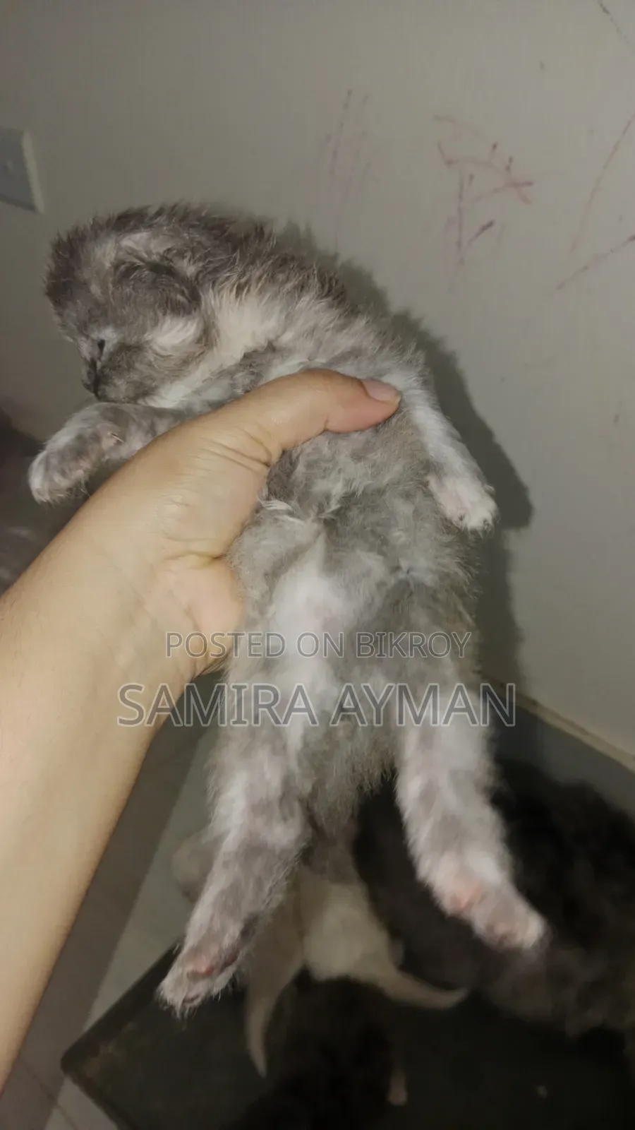 0-1 Month Female Purebred Persian