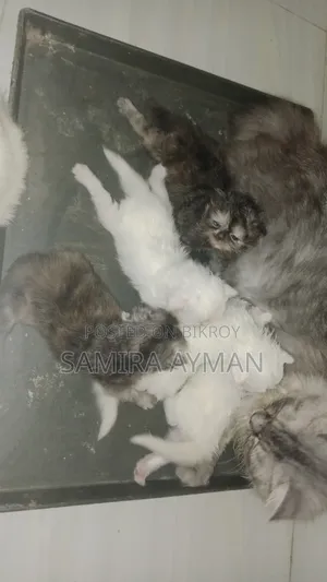 0-1 Month Female Purebred Persian