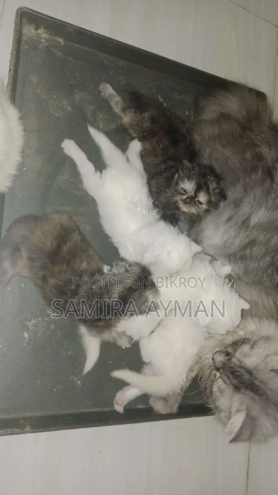 0-1 Month Female Purebred Persian