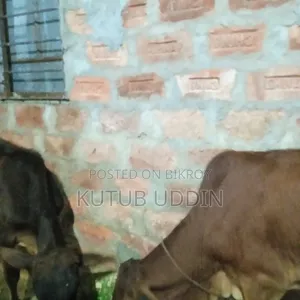 Some bulls will be sold