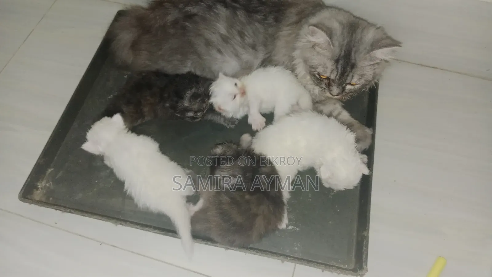 0-1 Month Female Purebred Persian