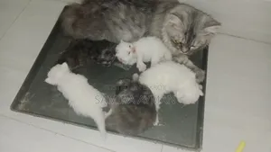 0-1 Month Female Purebred Persian