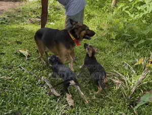 1-3 Months Male Purebred German Shepherd