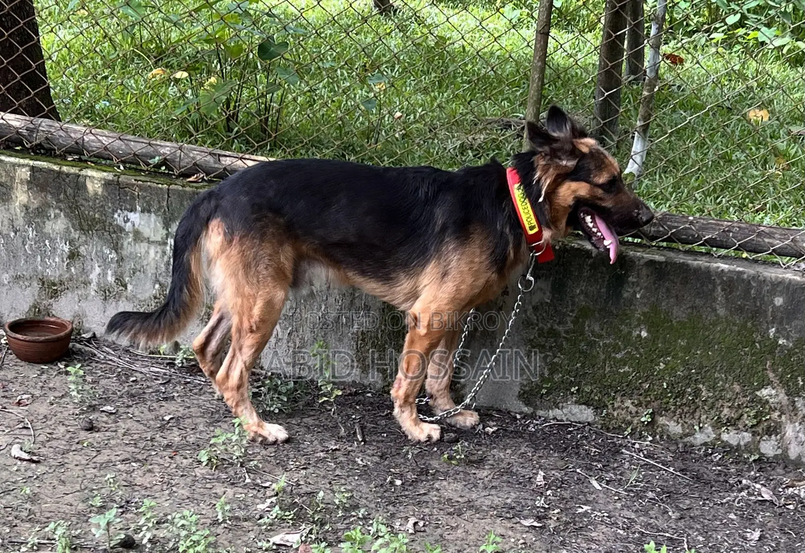 1-3 Months Male Purebred German Shepherd
