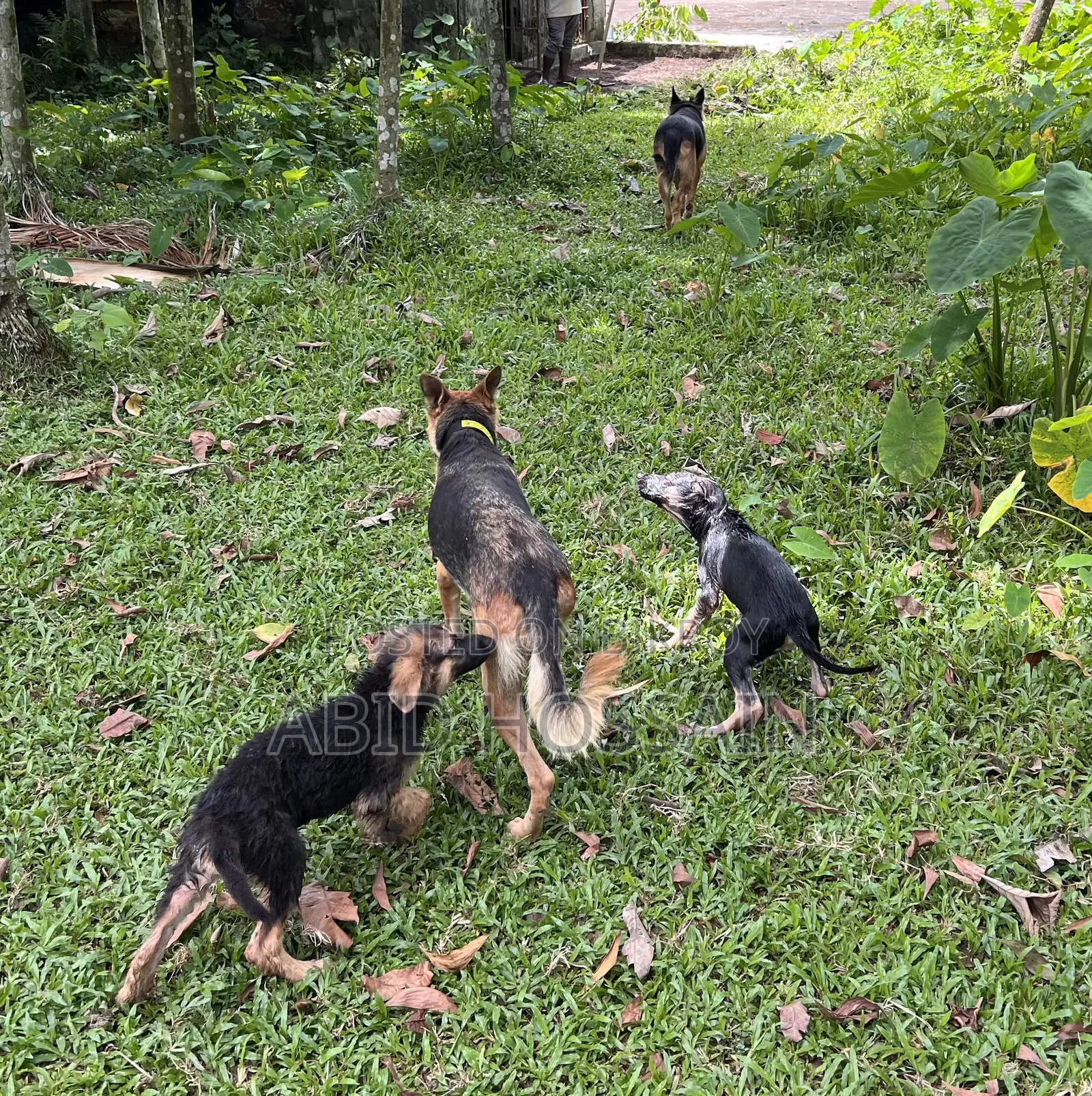1-3 Months Male Purebred German Shepherd