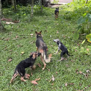 1-3 Months Male Purebred German Shepherd